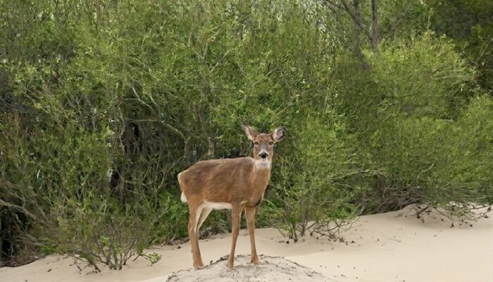 deer standing on sand near trail at Sunken Meadow State Park in Town of Smithtown